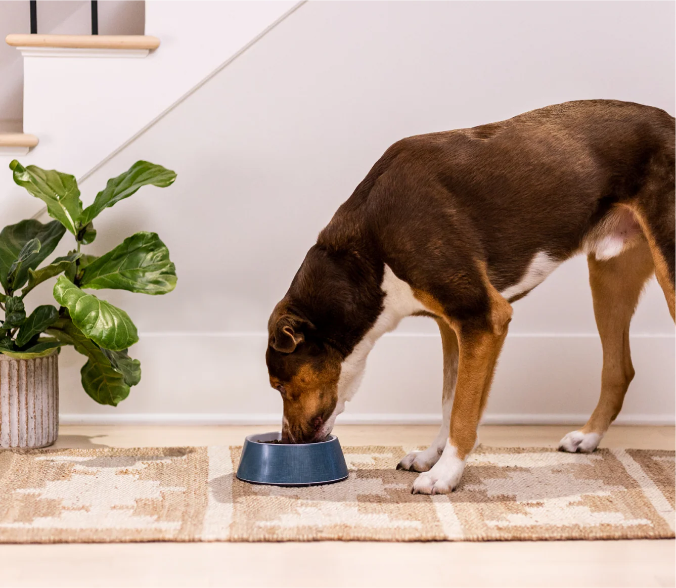 Chicken & Salmon Ancient Grains Puppy Kibble - Image 5