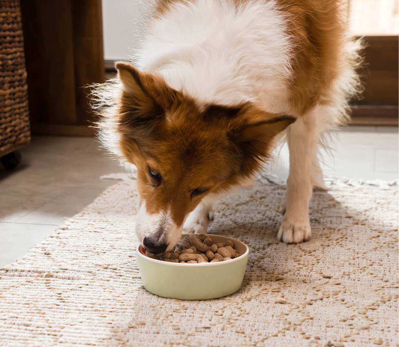 Homestead Turkey Freeze Dried Raw Morsels for Dogs - Image 5