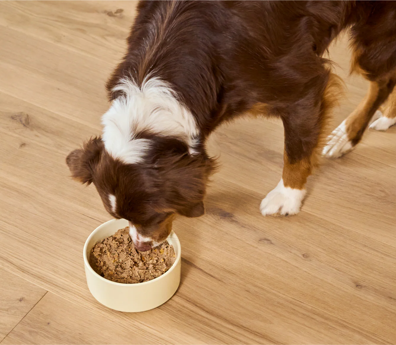 Wild-Caught Pollock & Salmon Skin & Coat Health Pâté for Dogs - Image 5