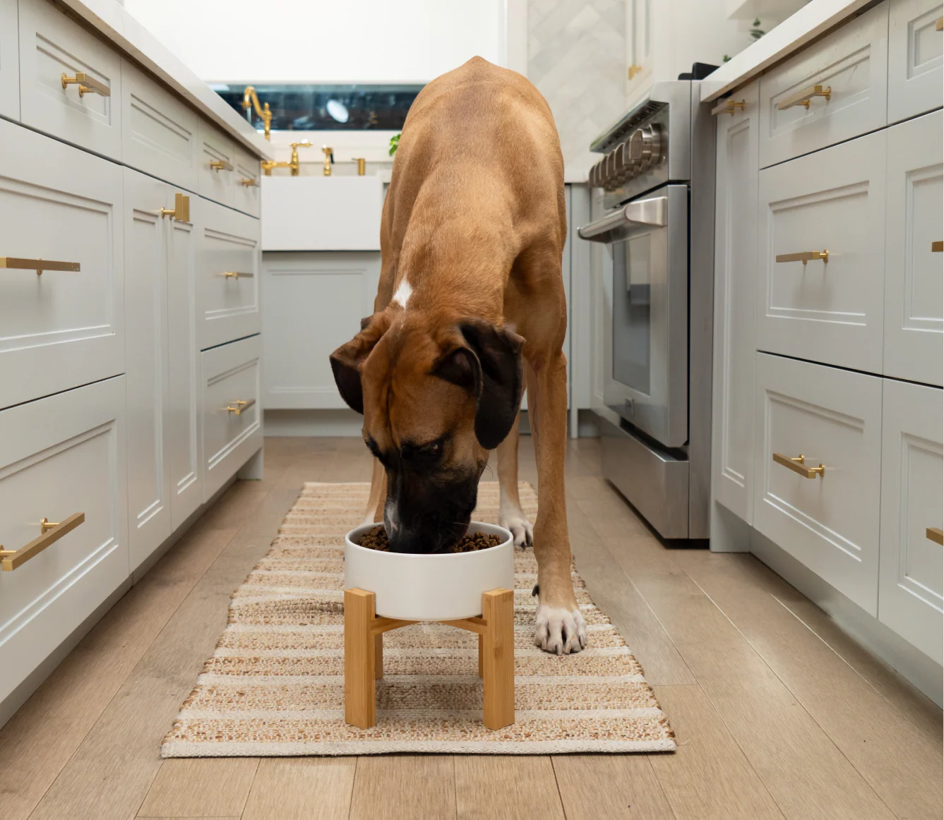 Goodbowl™ Harvest Chicken & Brown Rice Dog Kibble - Image 5