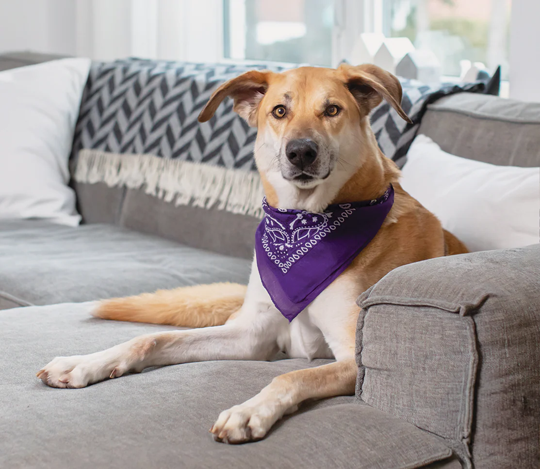 Hip & Joint Supplement Chews for Dogs - Image 4
