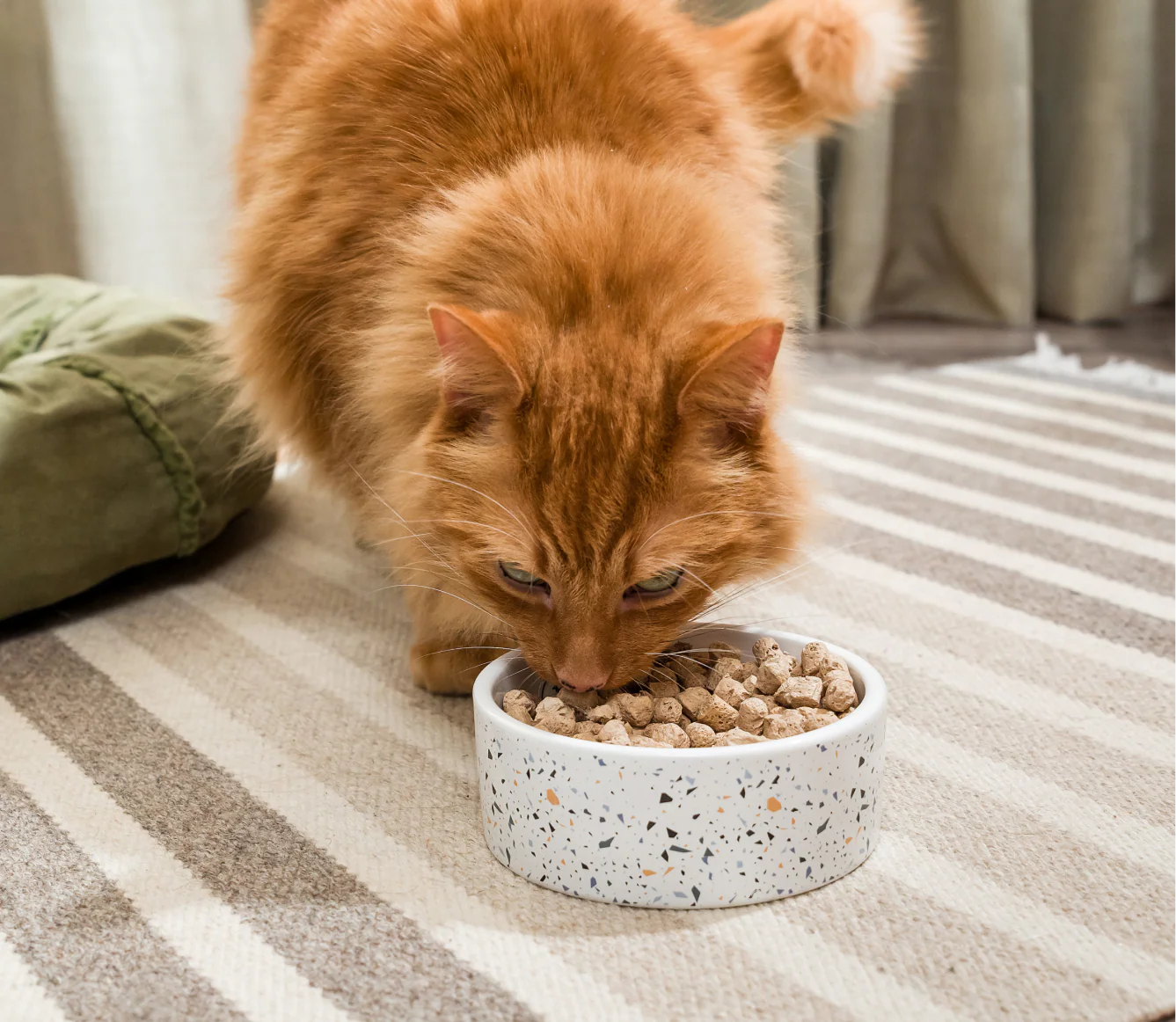 Icelandic Herring & Salmon Oil For Cats - Image 5