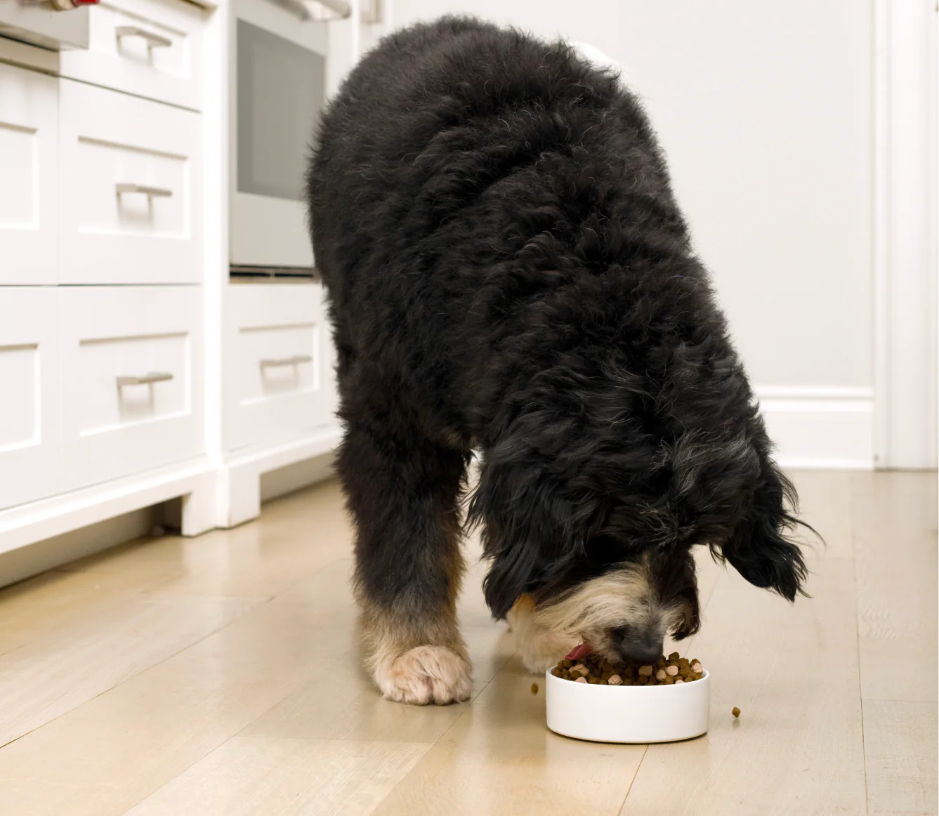RawMix Wild Ocean Grain-Free Dog Kibble - Image 5