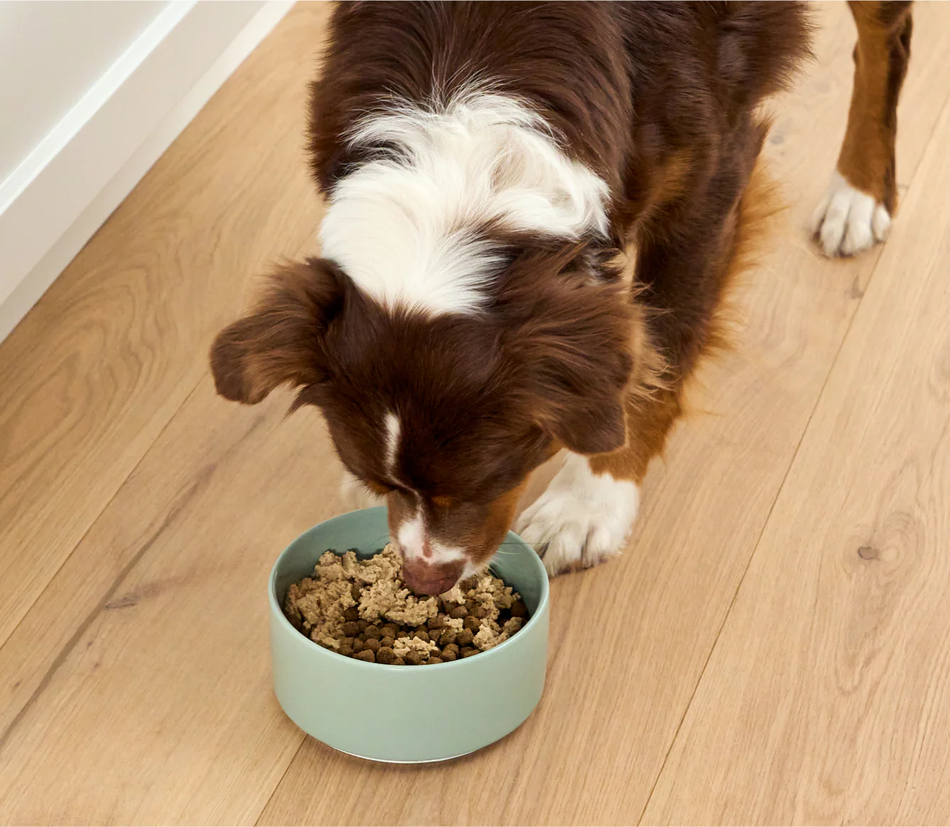 Salmon Topper for Dogs - Image 5