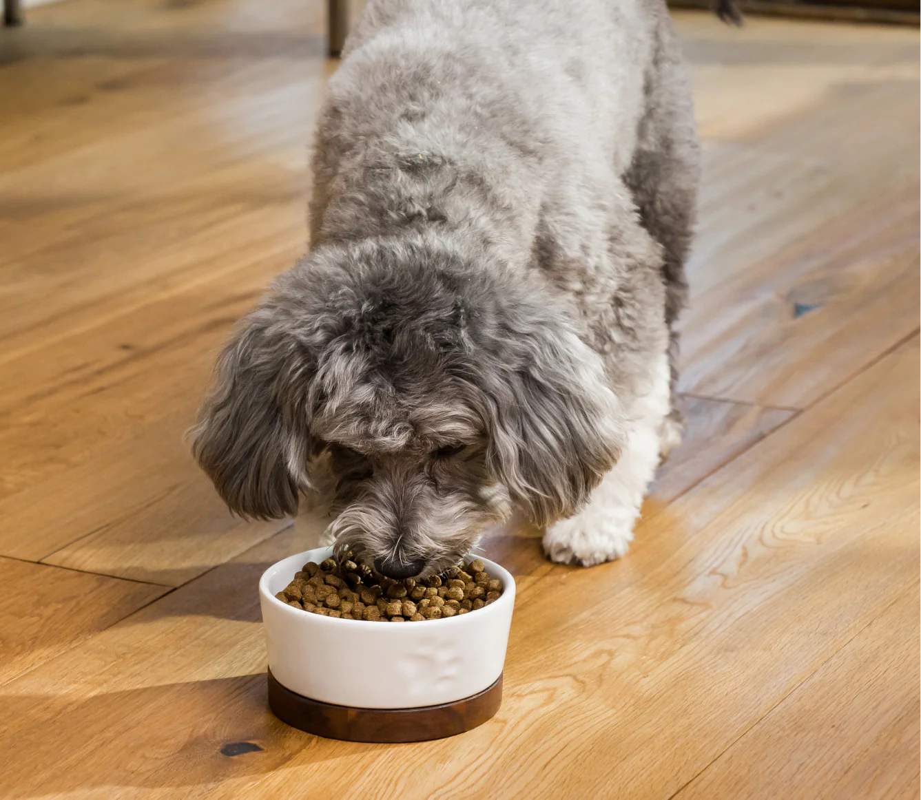 Grass-Fed Beef Grain-Free Dog Kibble - Image 5
