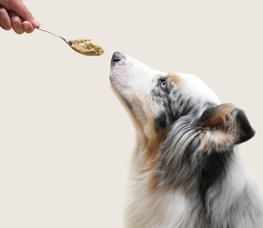 Pasture-Raised Lamb Freshly Crafted Dog Food - Image 5